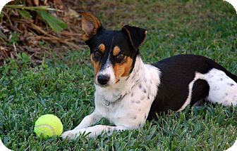 Austin, TX - Australian Shepherd. Meet Maggie in Houston a Dog for ...