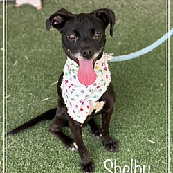 Photo of SHELBY