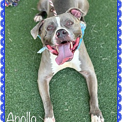 Thumbnail photo of APOLLO #2