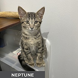 Thumbnail photo of Neptune #2