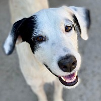 adopt a pet