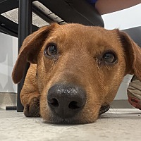 adopt a pet