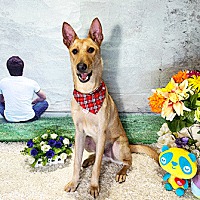 adopt a pet