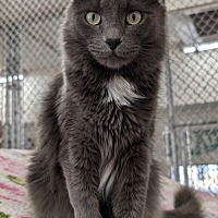 adopt-pet