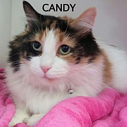Photo of CANDY--GORGEOUS CALICO!!