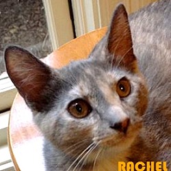 Thumbnail photo of Rachel #1