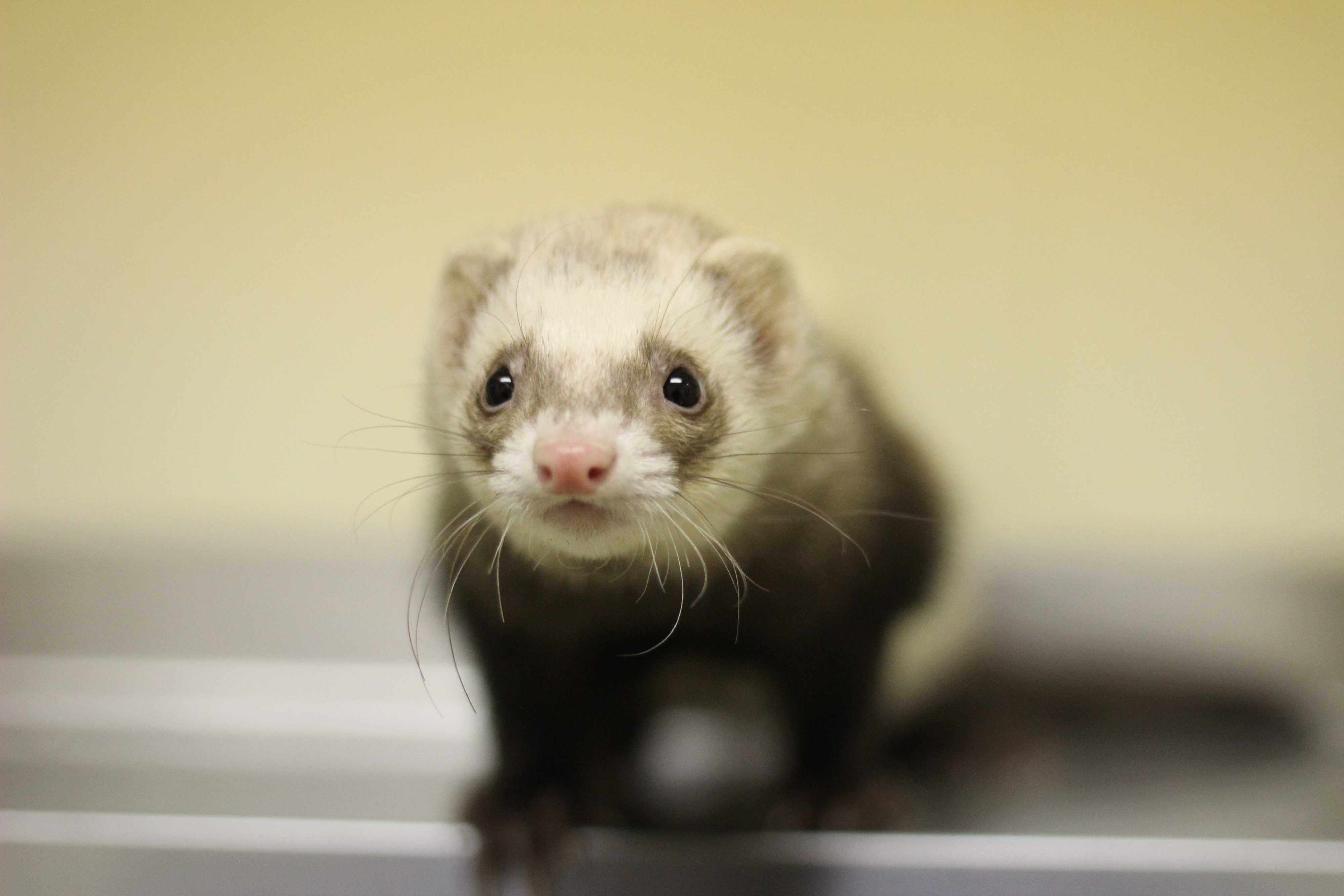 Wilmington Nc Ferret Meet A373042 A Pet For Adoption