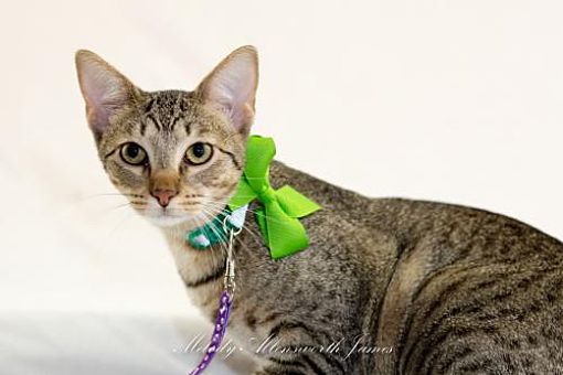 Leesburg Va Domestic Shorthair Meet Koopa Troopa A Pet For