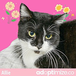 Photo of Allie (In Foster)
