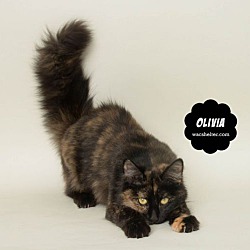 Thumbnail photo of OLIVIA #1