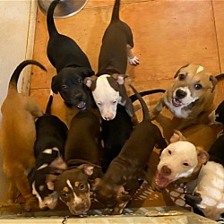 Thumbnail photo of Tasha's puppies #3