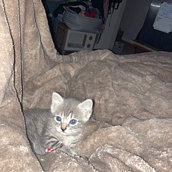 Photo of Kitten-no name