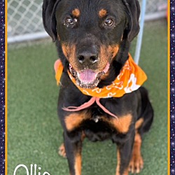 Photo of OLLIE - see video
