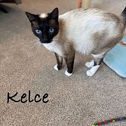 Photo of Kelce