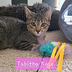 Photo of Tabitha Rose 6248