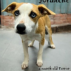 Thumbnail photo of Jordache #2