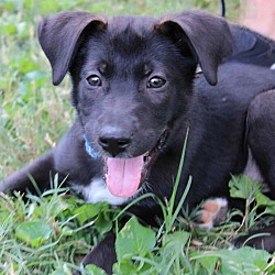 Portland, ME - Labrador Retriever. Meet PUPPY WALLY IS WONDERFUL a Pet ...