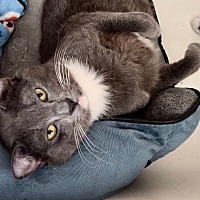 adopt a pet