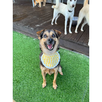 adopt-pet