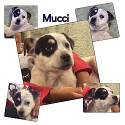 Thumbnail photo of Mucci #1