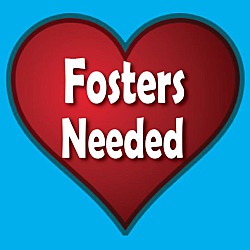 Photo of Dog Fosters Needed