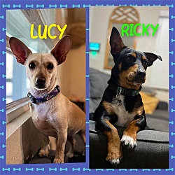 Thumbnail photo of Bonded Pair Lucy & Ricky #4