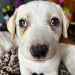 Photo of Taffy (Puppy 3)