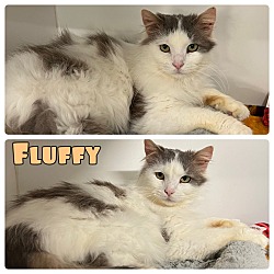 Photo of Fluffy