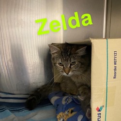 Thumbnail photo of Zelda #1