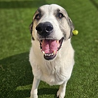 adopt a pet