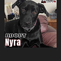 adopt-pet