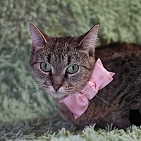 MAMA BELL - Domestic Shorthair available for adoption