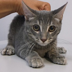 Thumbnail photo of ANITA - sweet kitten from TX! #2