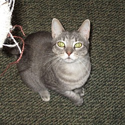 Thumbnail photo of SORRY - THUNDER HAS BEEN ADOPTED! #3