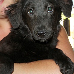 Thumbnail photo of Willow~adopted! #1