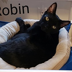 Photo of Robin