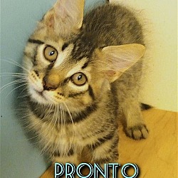 Photo of Pronto Pup