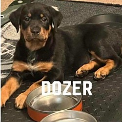 Photo of Dozer ML*