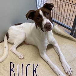 Photo of Buck 28381