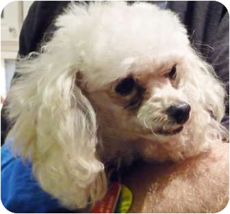 mini poodle toronto