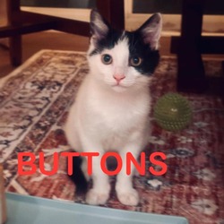 Thumbnail photo of Buttons #4