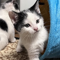 Thumbnail photo of Kismet (Destiny Kittens) #1