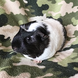 Thumbnail photo of Gummie ( Bonded to Gordina) #2