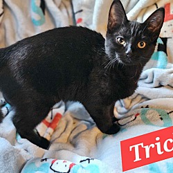 Thumbnail photo of Trick #1