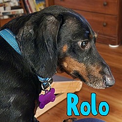 Thumbnail photo of Rolo #2