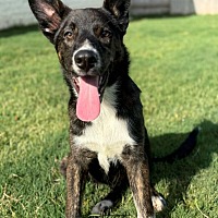 adopt a pet