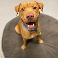 adopt a pet