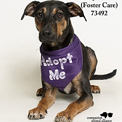Thumbnail photo of Jake  (Foster Care) #3