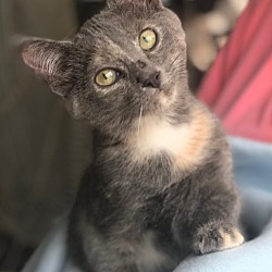 Photo of Catsy Cline - Pending Adoption