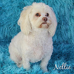 Photo of NELLIE